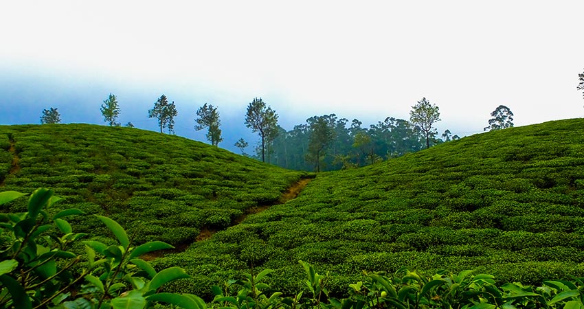 kerala-holiday-package